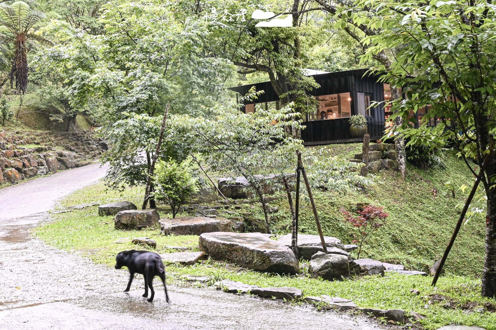 新北市三峽區 熊空茶園