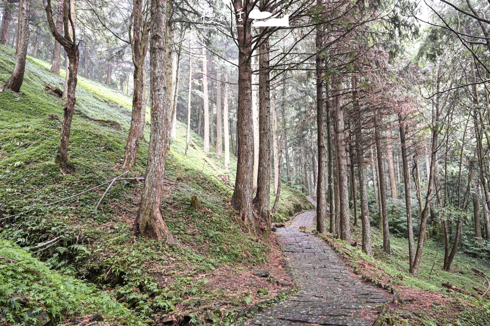 桃園市復興區｜東眼山國家森林遊樂區