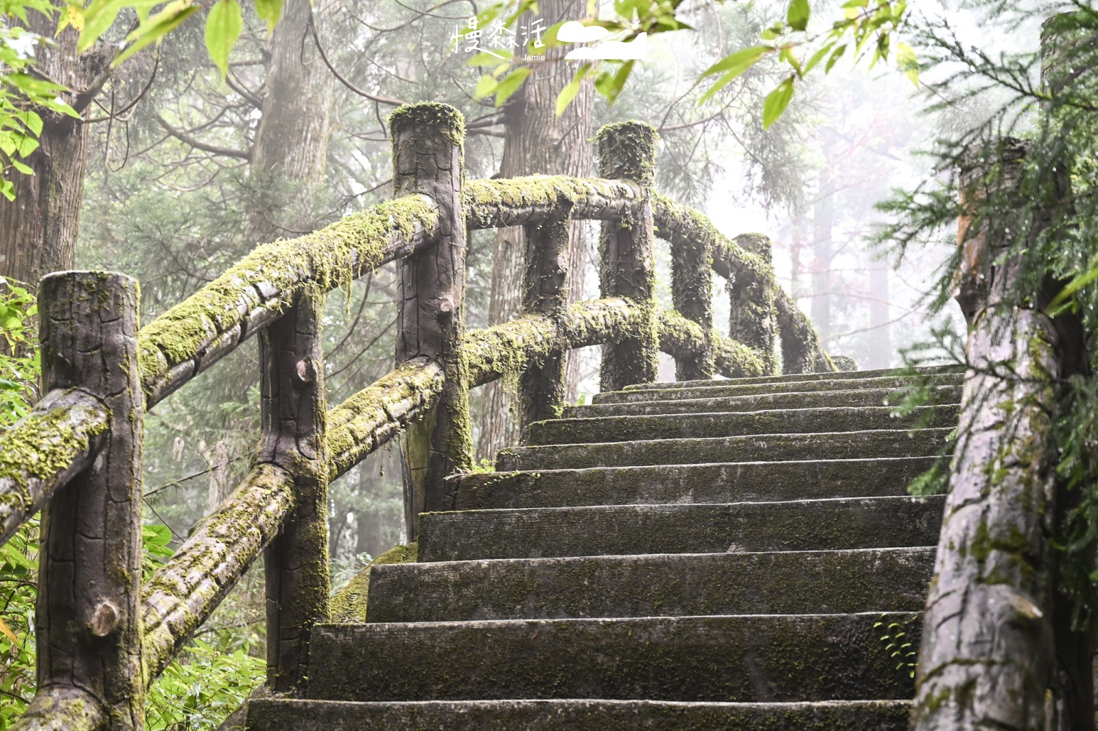 桃園市復興區｜東眼山國家森林遊樂區