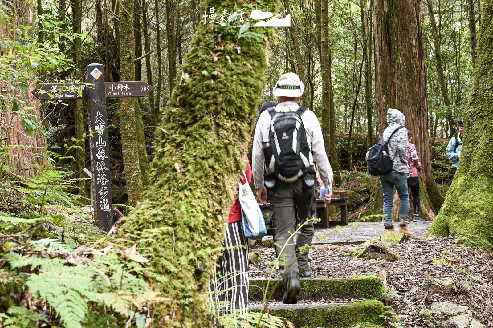 台中市和平區｜大雪山國家森林遊樂區