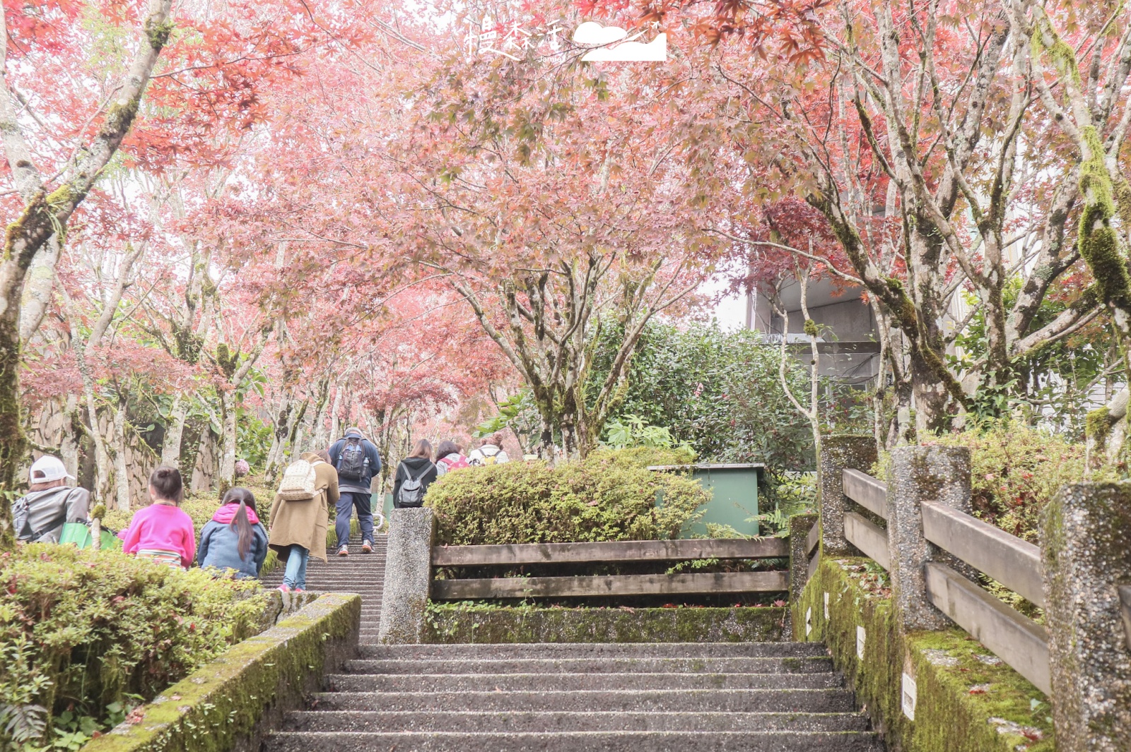 宜蘭縣大同鄉｜太平山國家森林遊樂區