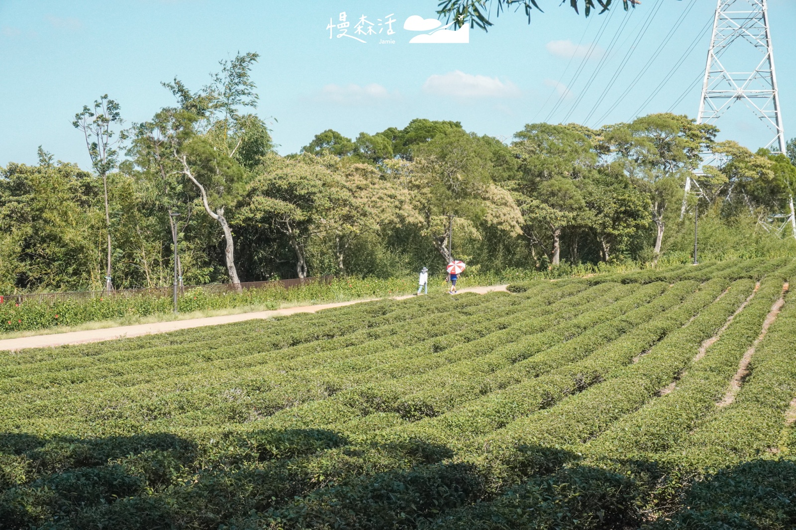 新竹縣湖口鄉 秘境景點「茶香步道」