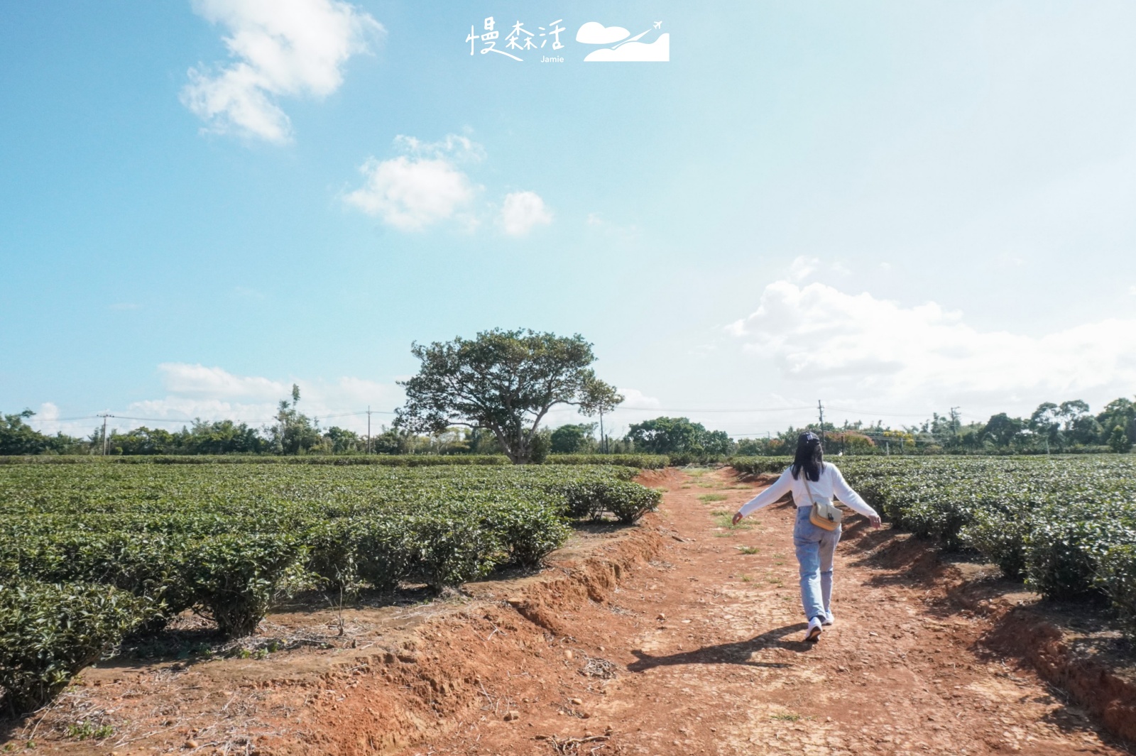 新竹縣湖口鄉 茶香步道