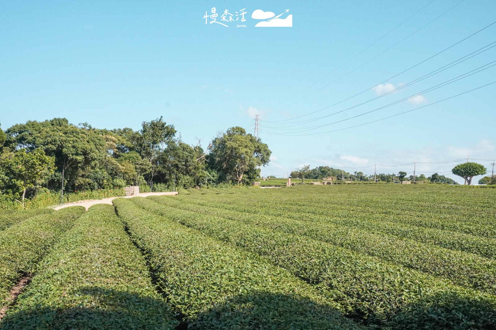 新竹縣湖口鄉 茶香步道秘境景點