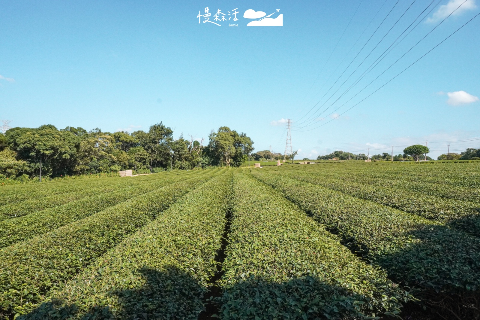 新竹縣湖口鄉 秘境景點「茶香步道」