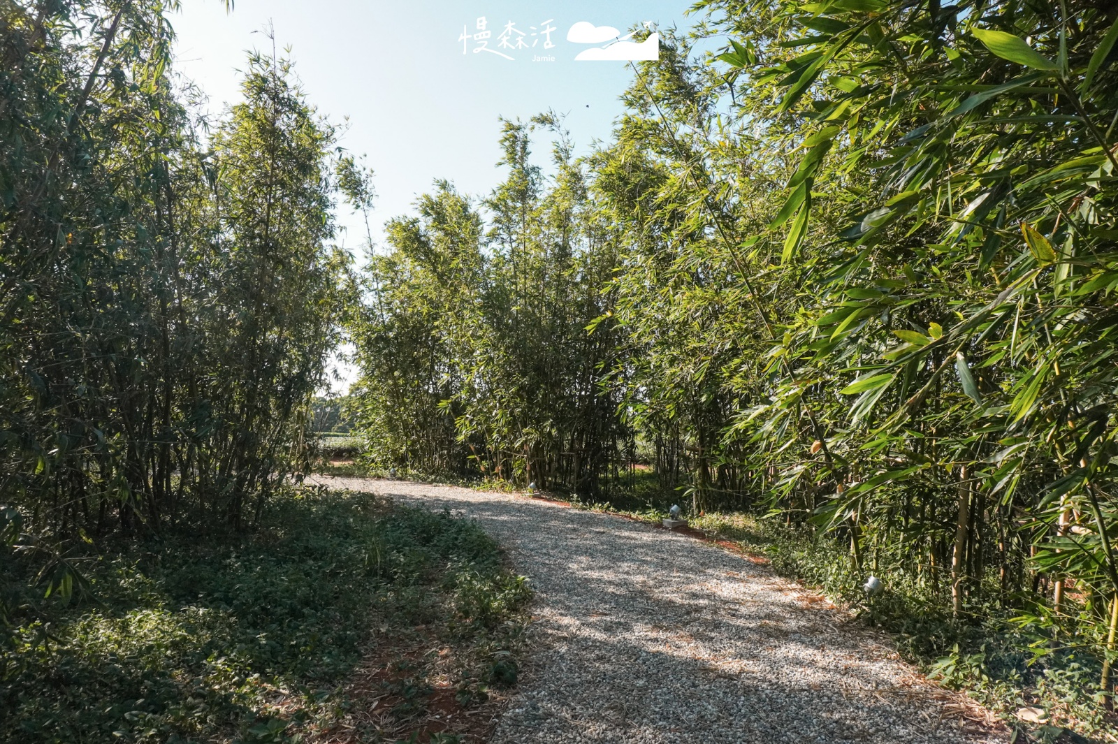 新竹縣湖口鄉 茶香步道竹林茶席