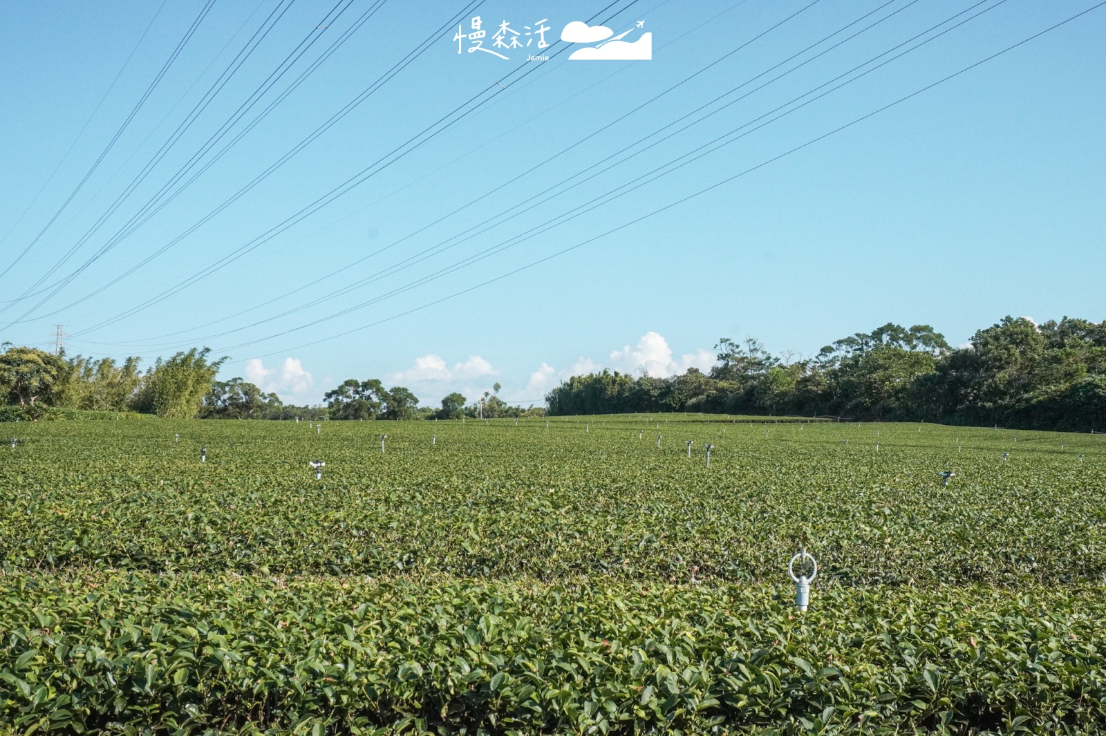 新竹縣湖口鄉 茶香步道秘境景點