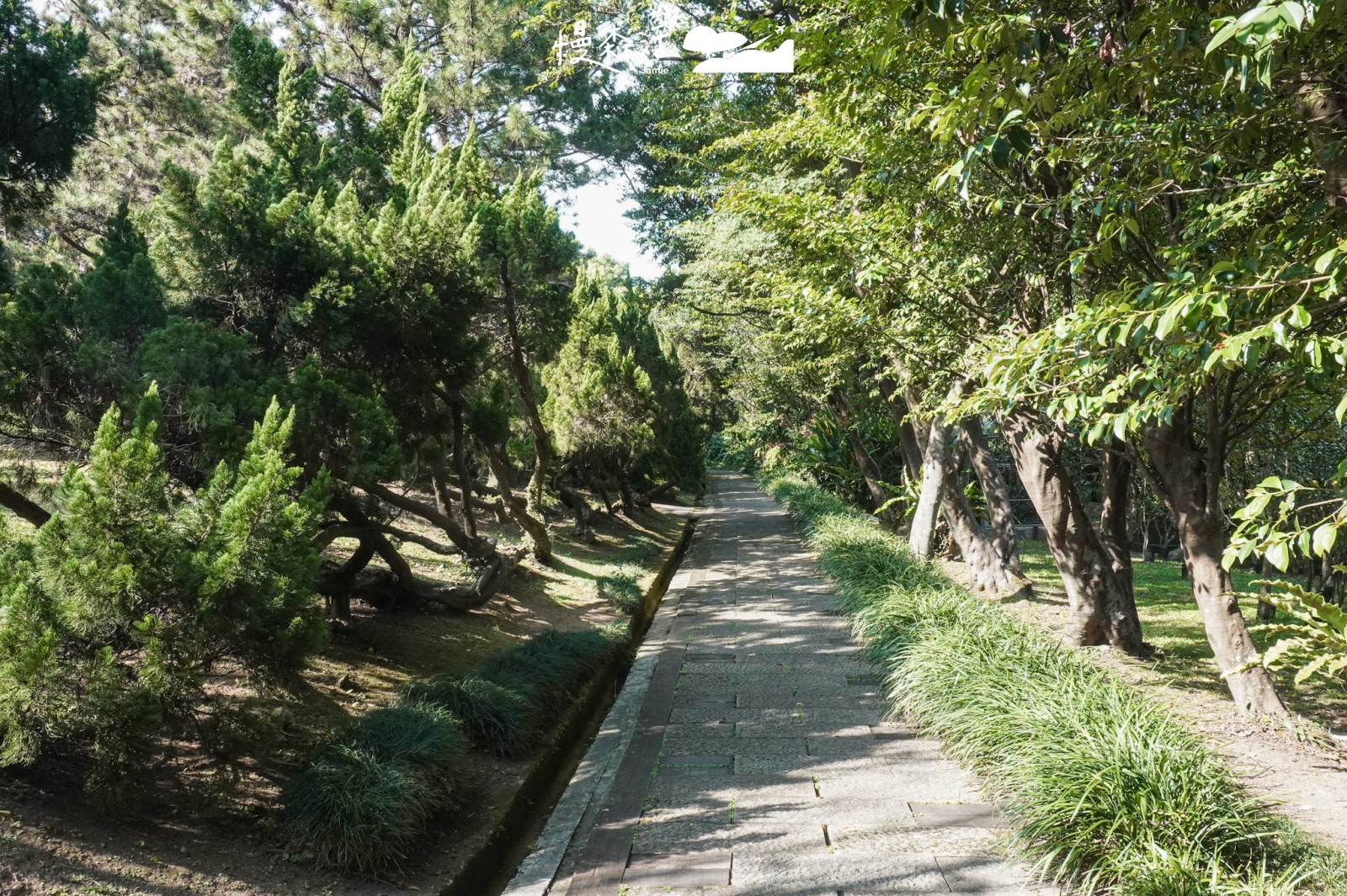 台北市士林區 陽明山花卉試驗中心 園區內針葉樹