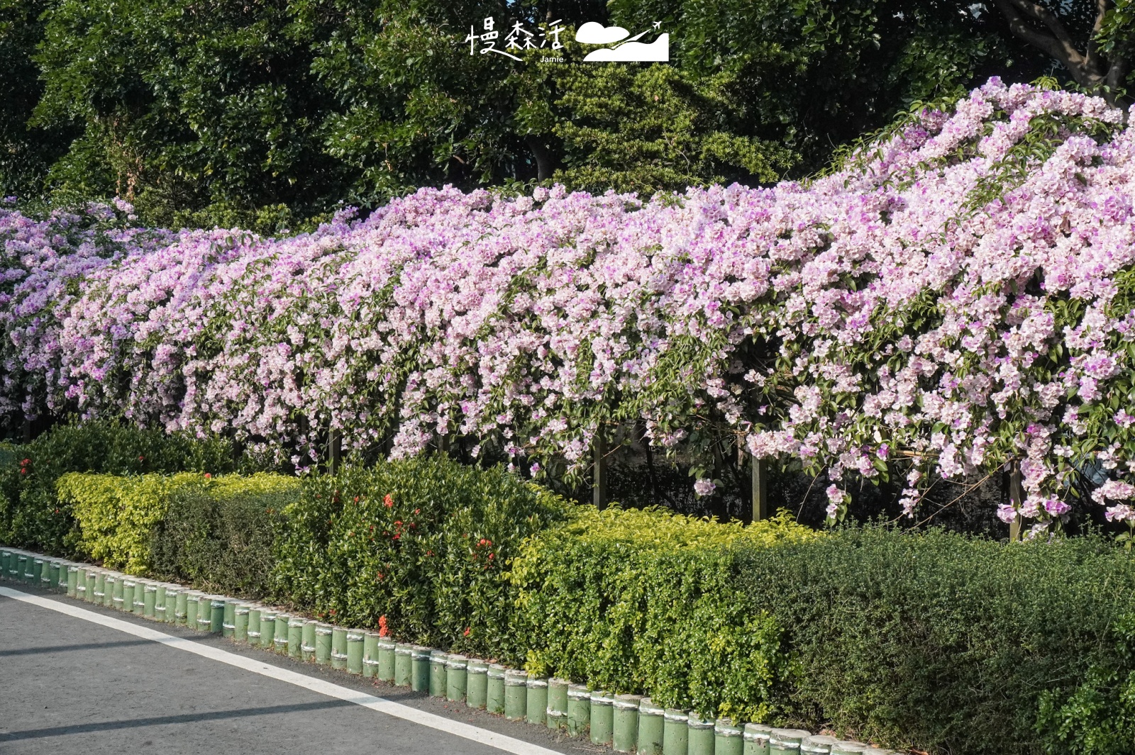 新北泰山區 蒜香藤綻放「楓樹河濱公園」