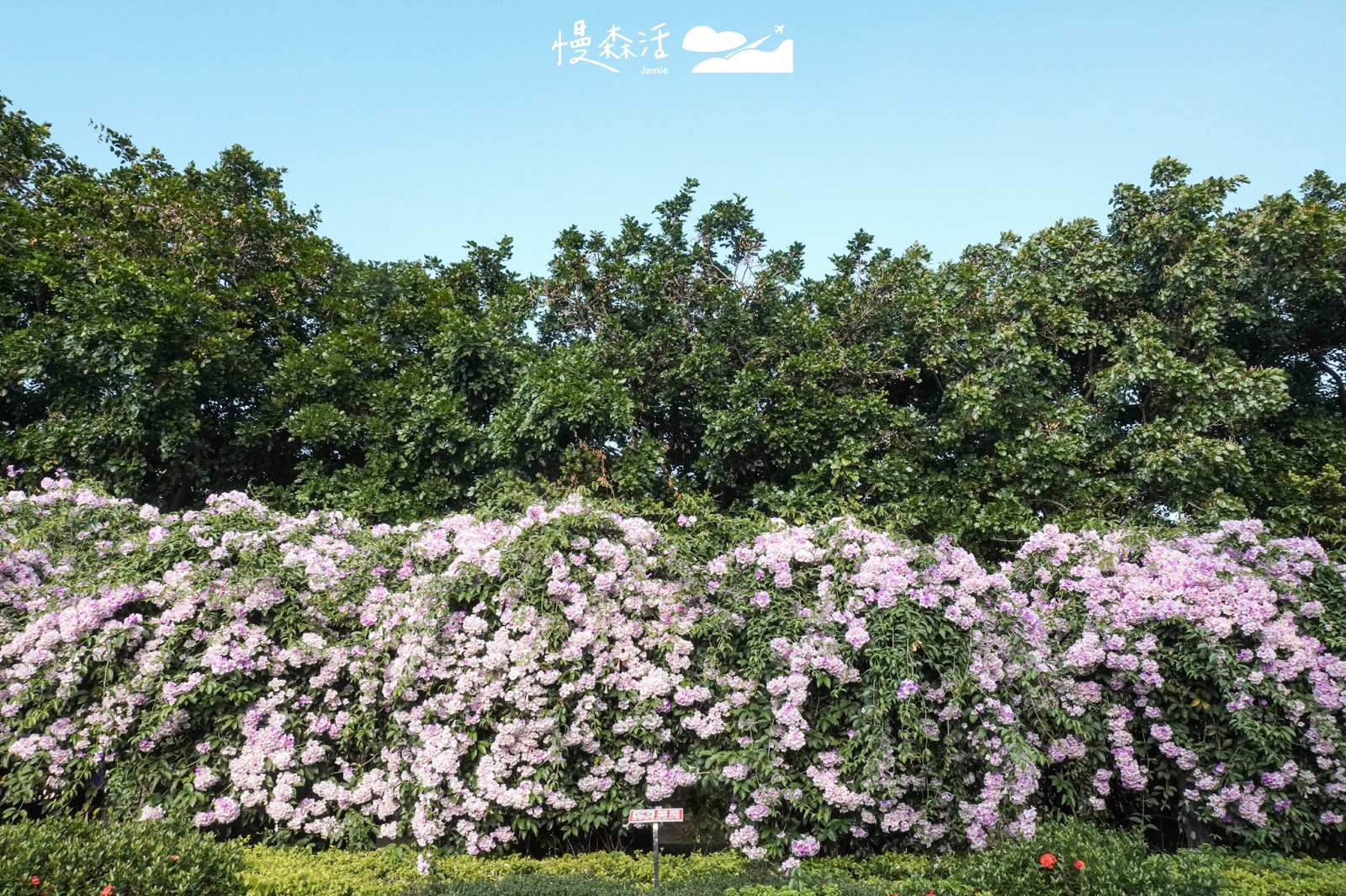 新北蒜香藤綻放「楓樹河濱公園」！浪漫百米花藤只開一週