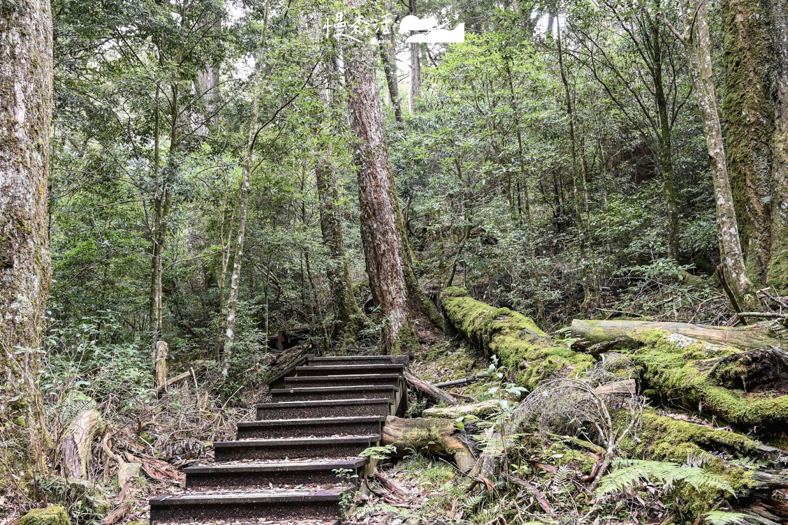 台中和平區 大雪山國家森林遊樂區