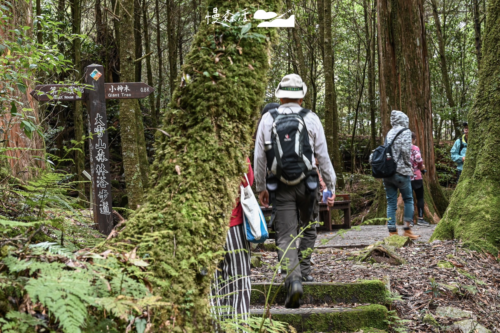 台中和平區 大雪山國家森林遊樂區 森林浴步道