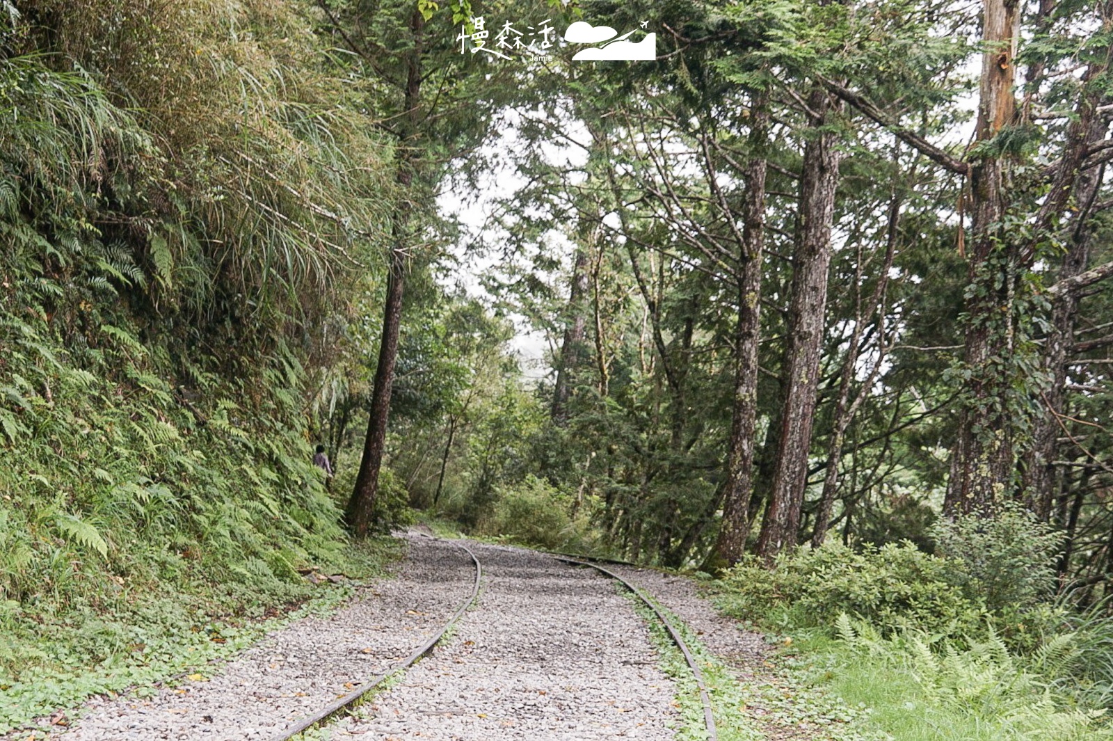 宜蘭太平山國家森林遊樂區 見晴懷古步道