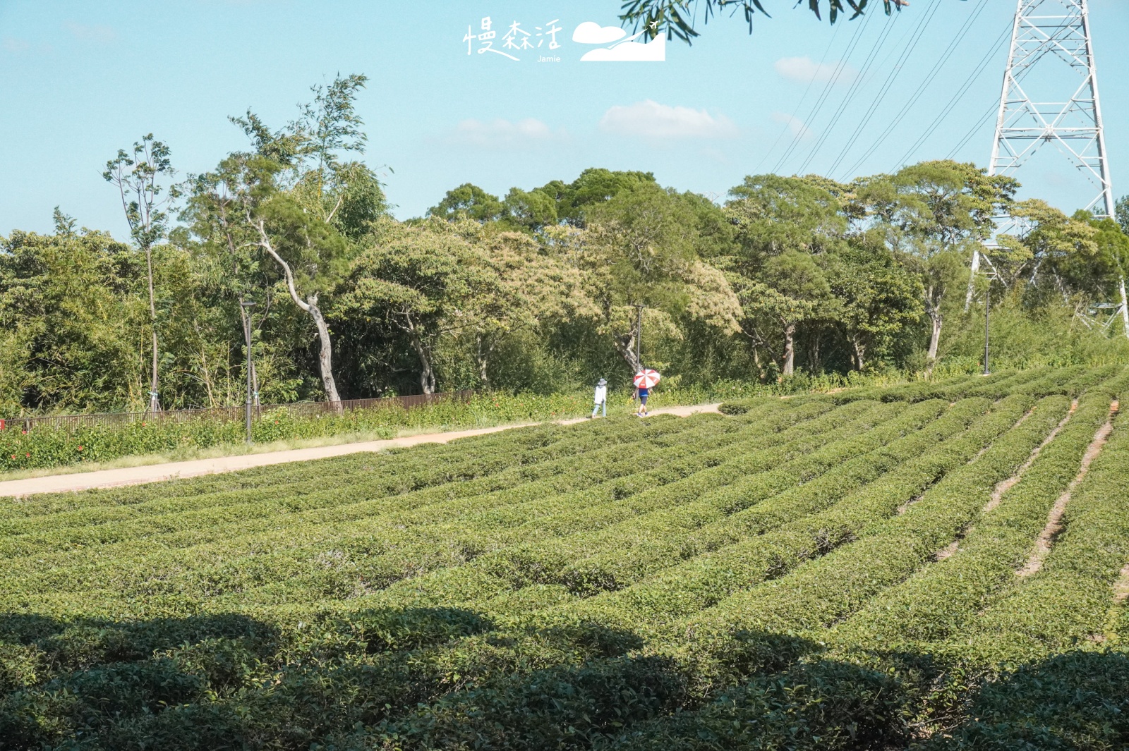 新竹縣湖口鄉|茶香步道