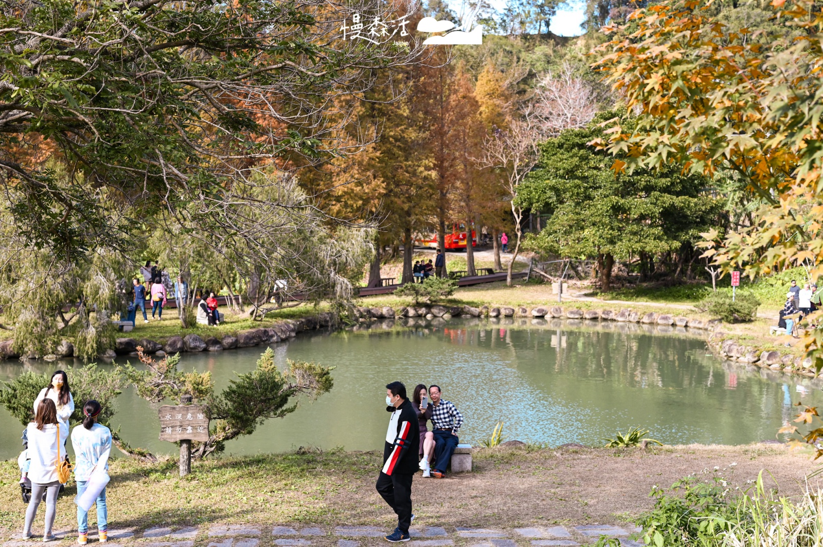 新竹縣北埔鄉｜北埔六塘石柿餅落羽松