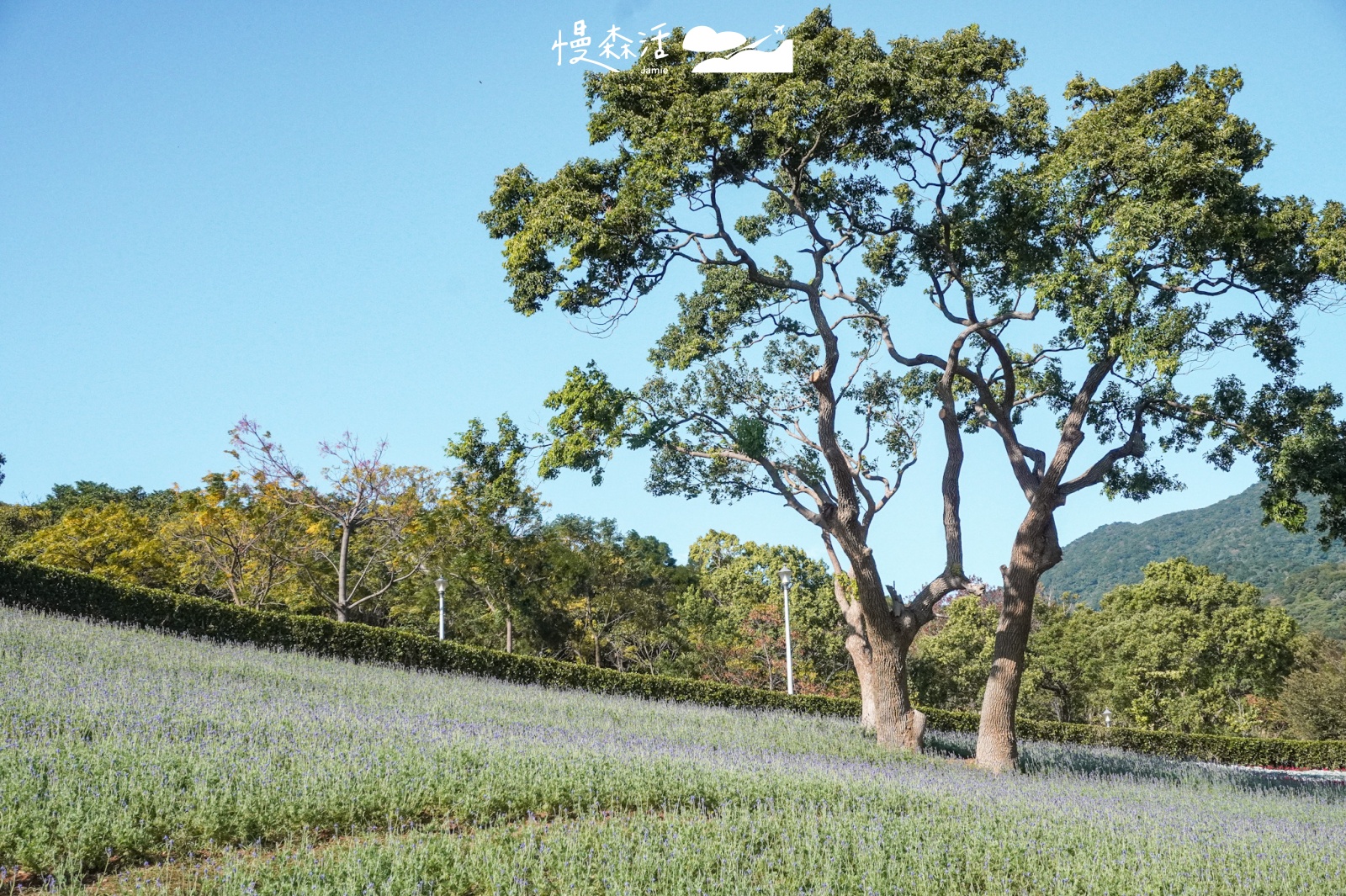 台北市北投區 北投社三層崎公園花海 薰衣草