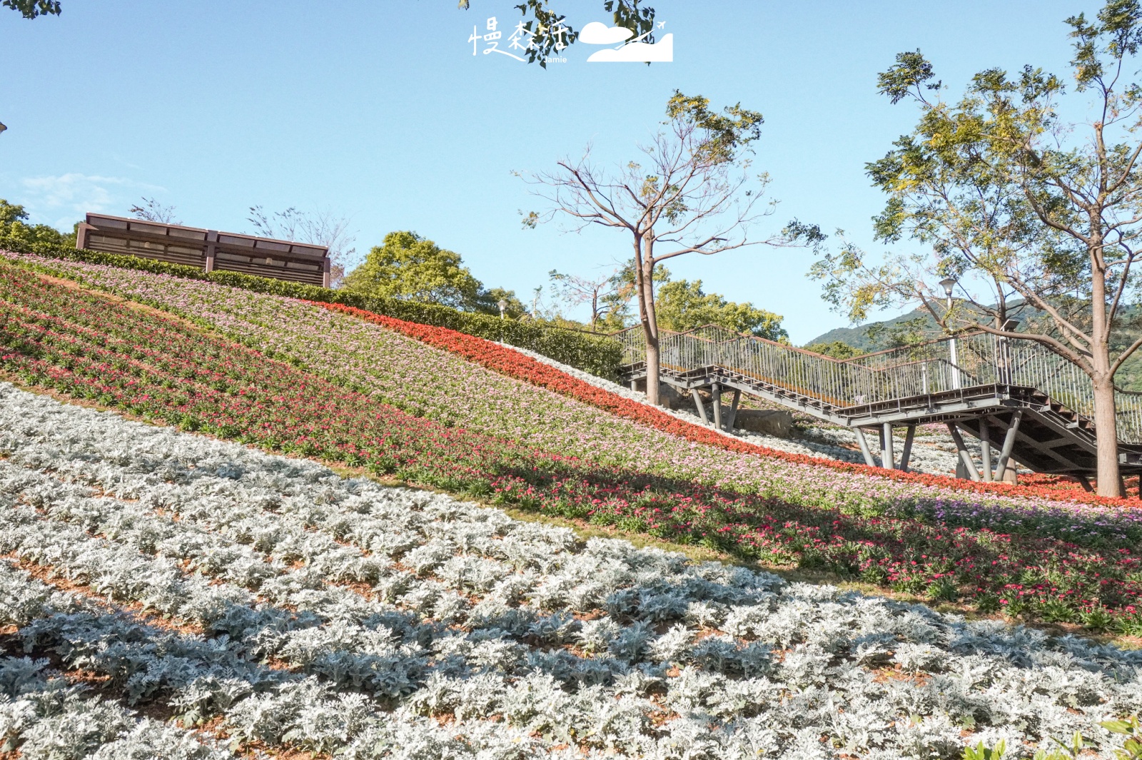 台北市北投區 北投社三層崎公園花海