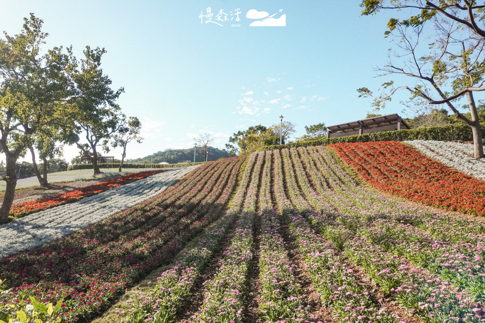 台北市北投區 北投社三層崎公園花海