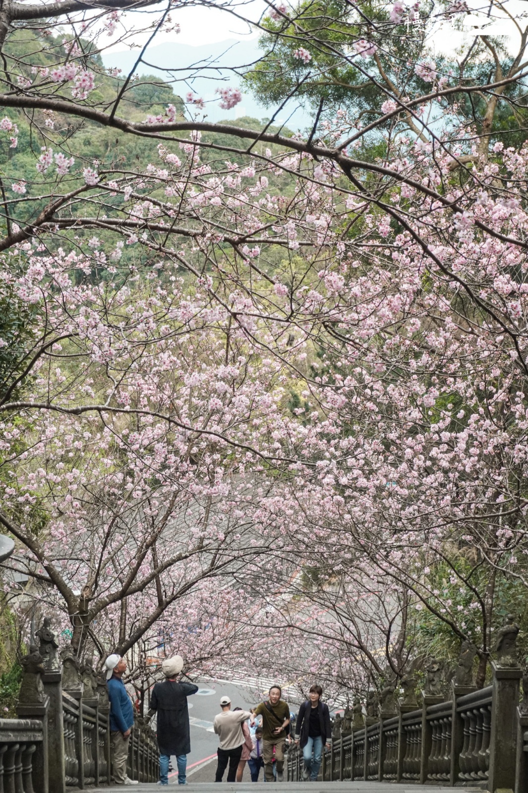 台北市內湖區 碧山巖賞櫻花隧道