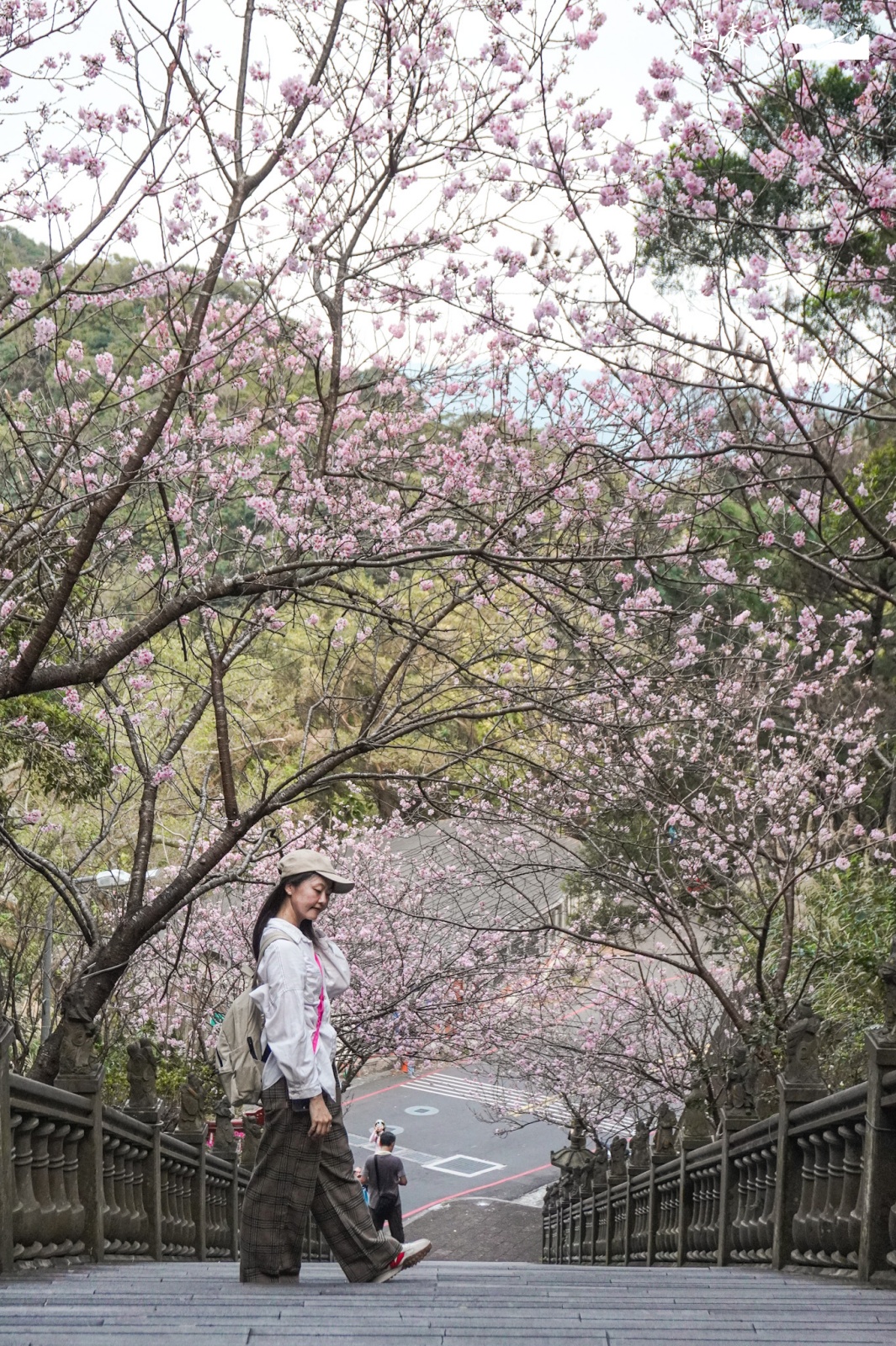 台北市內湖區 碧山巖賞櫻花隧道