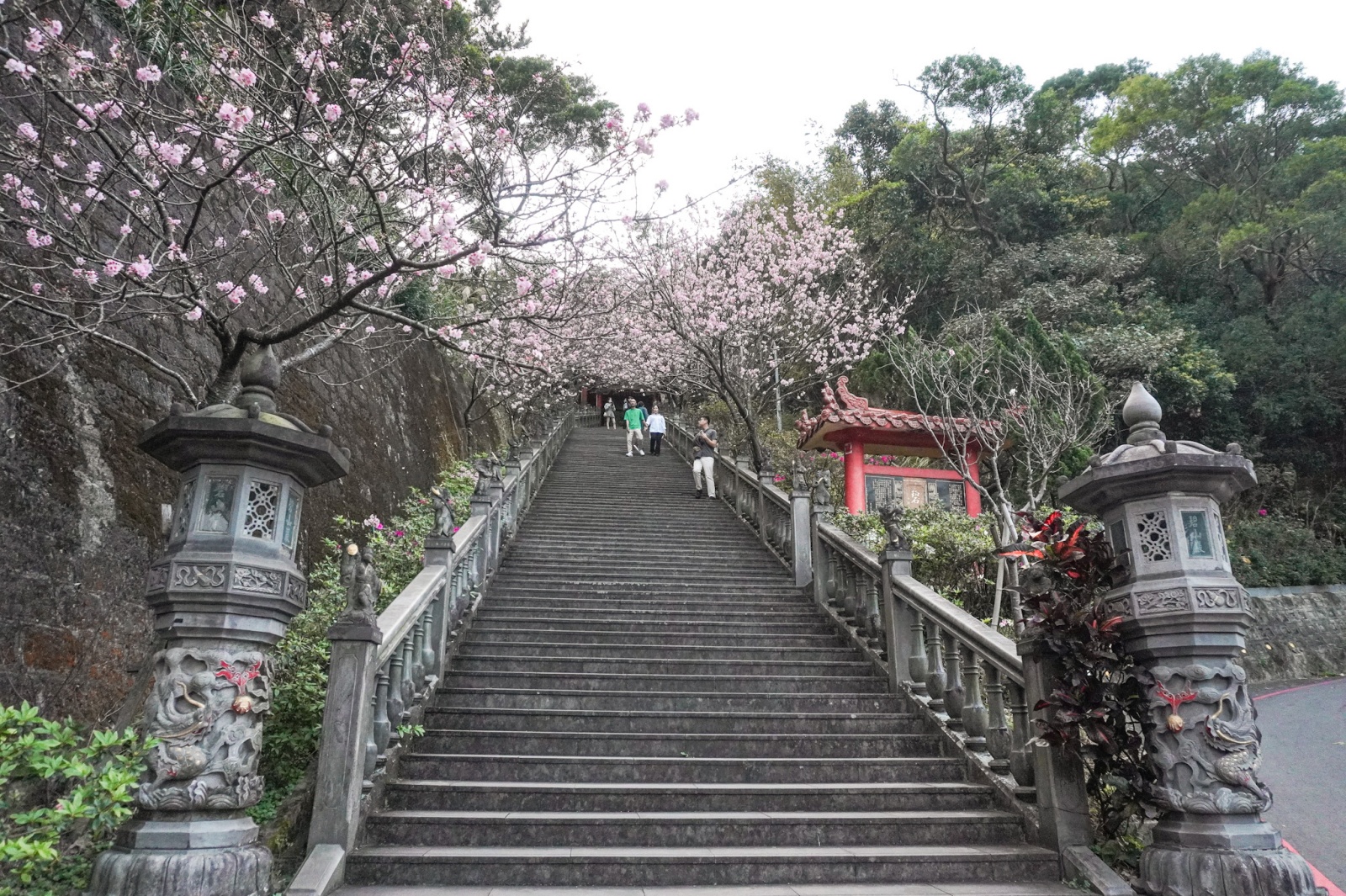 台北市內湖區 碧山巖賞櫻花隧道