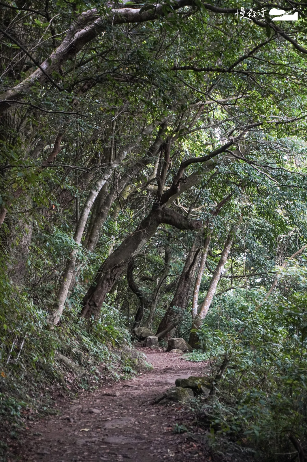 台北近郊避開人潮景點｜陽明山橫嶺古道