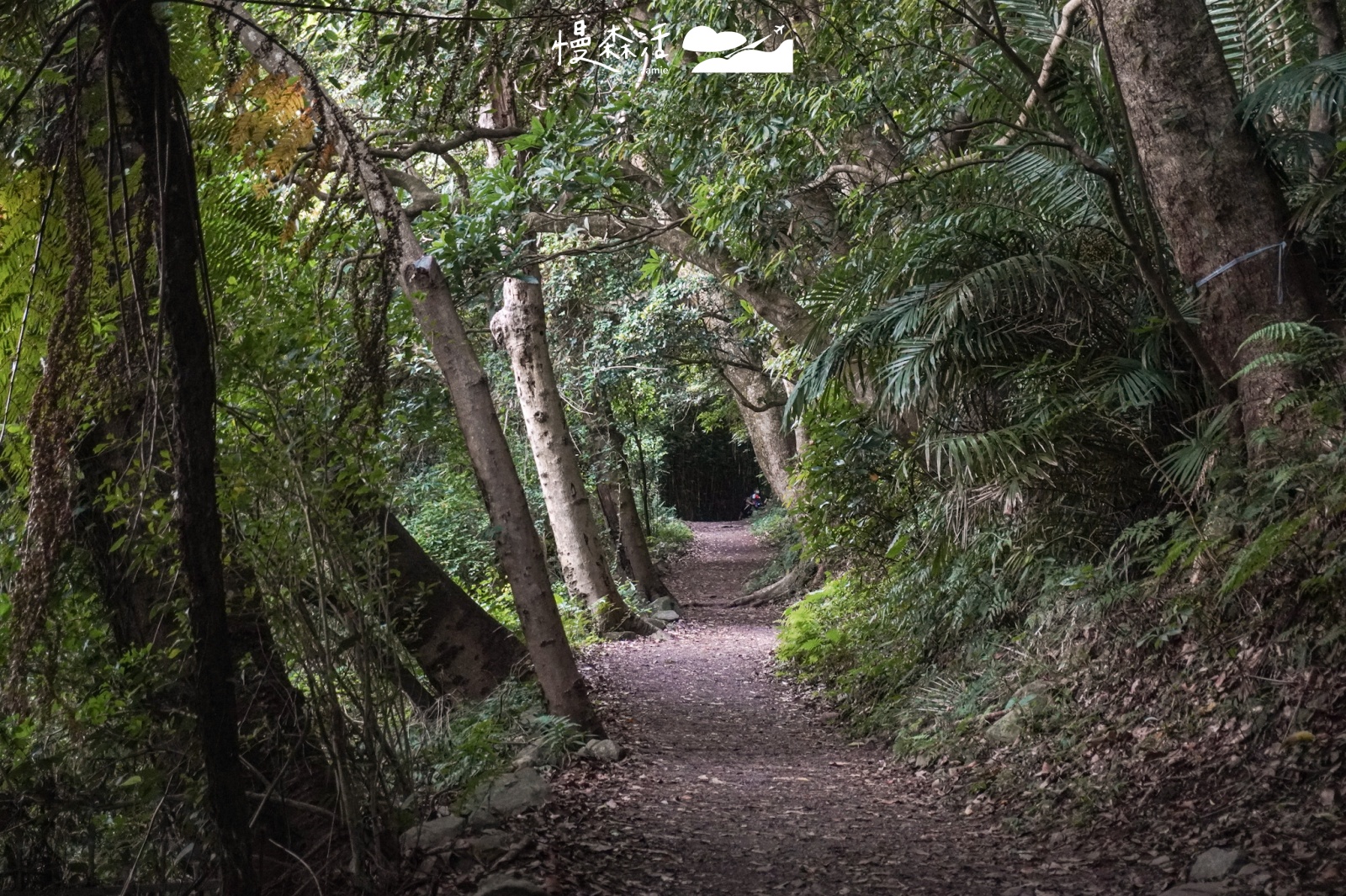 台北平易近人步道｜陽明山橫嶺古道