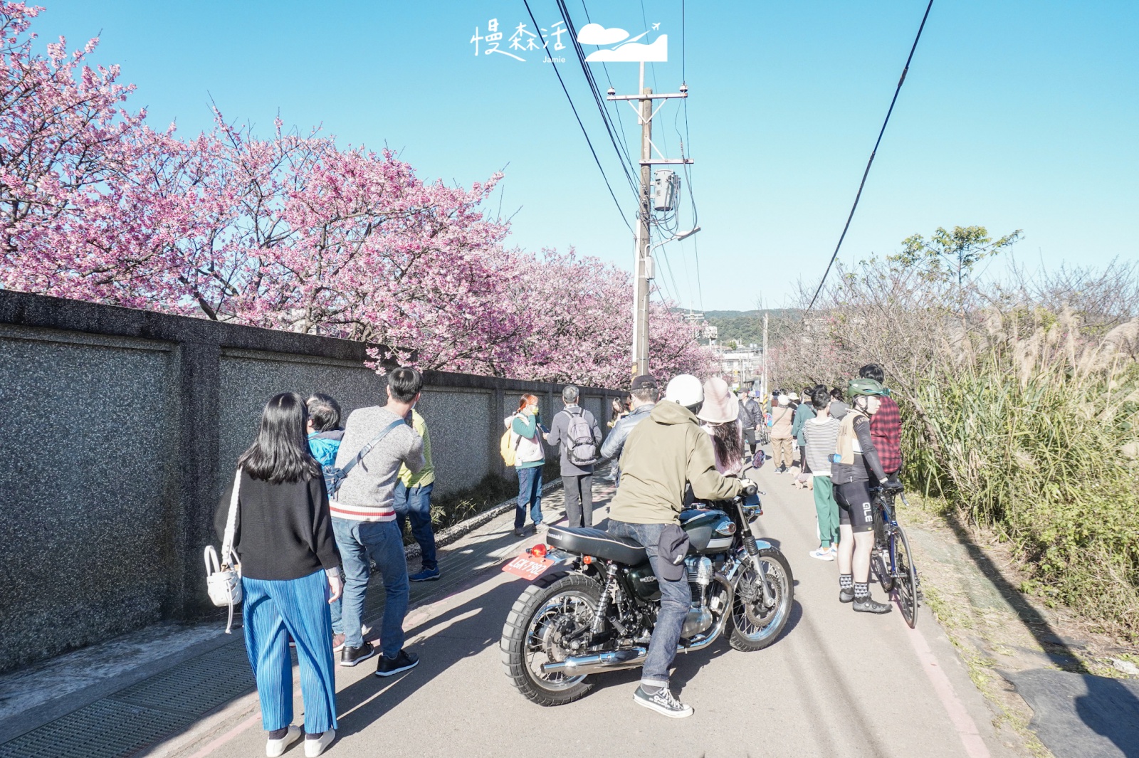 過年走春景點｜陽明山平菁街賞櫻