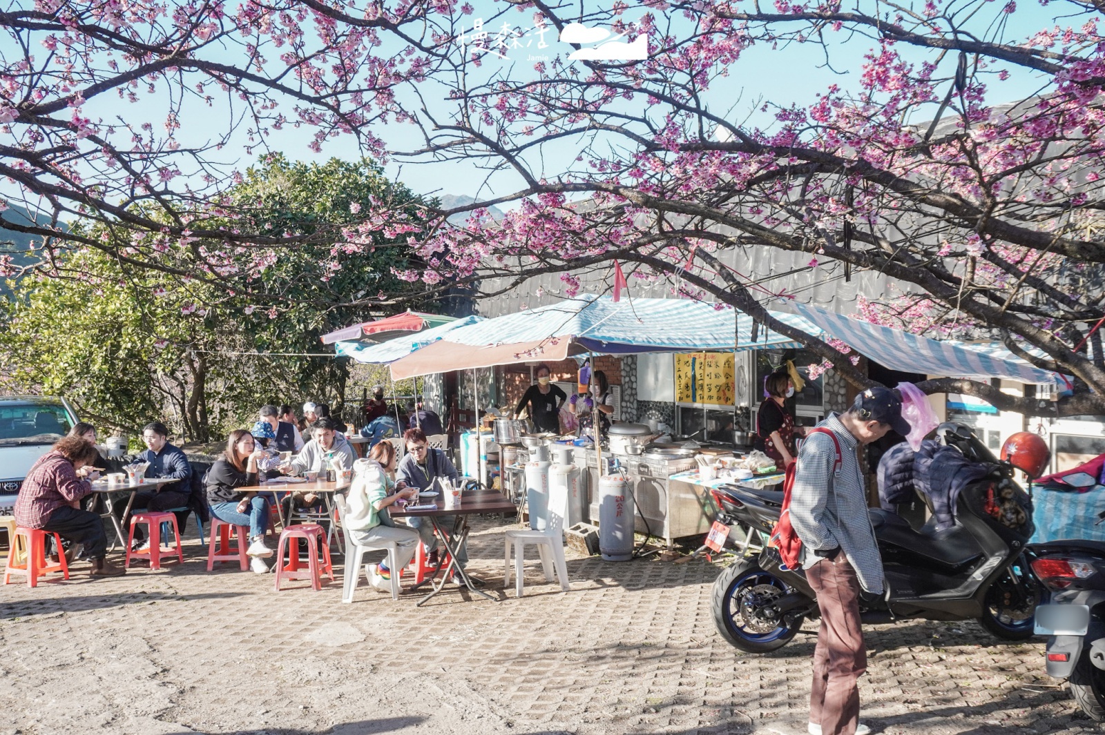 過年走春景點｜陽明山平菁街賞櫻