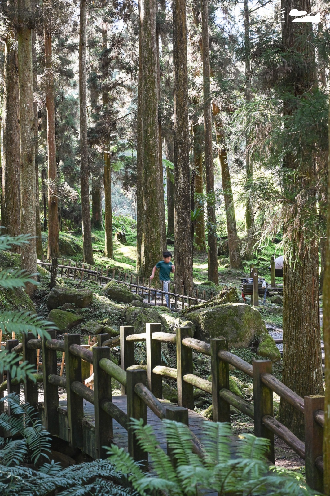 過年走春景點｜南投溪頭自然教育園區