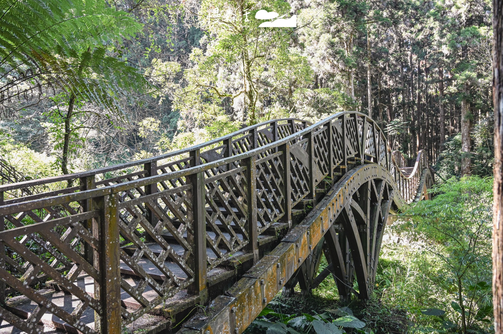 過年走春景點｜南投溪頭自然教育園區