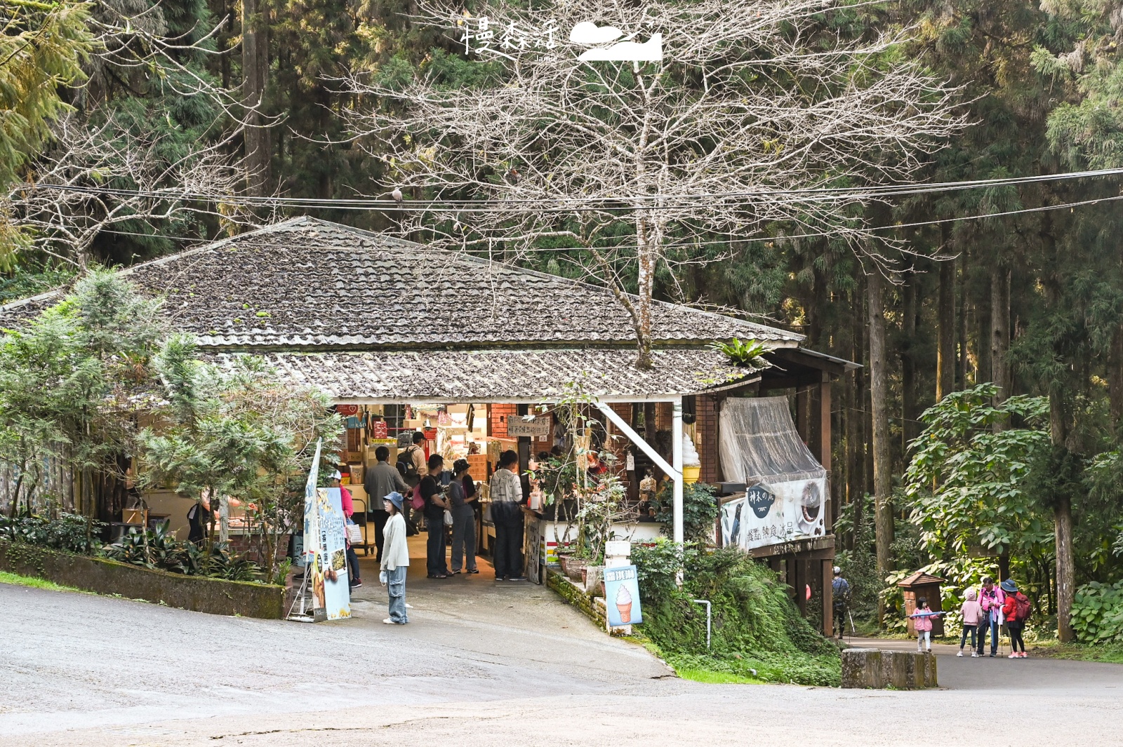 過年走春景點｜南投溪頭自然教育園區