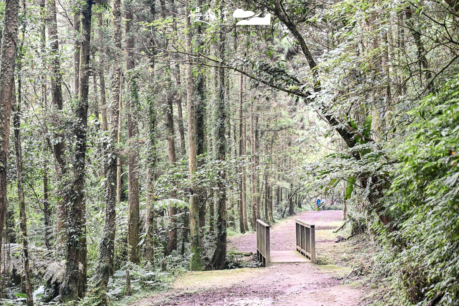 台北近郊避開人潮景點｜雙溪坪溪古道