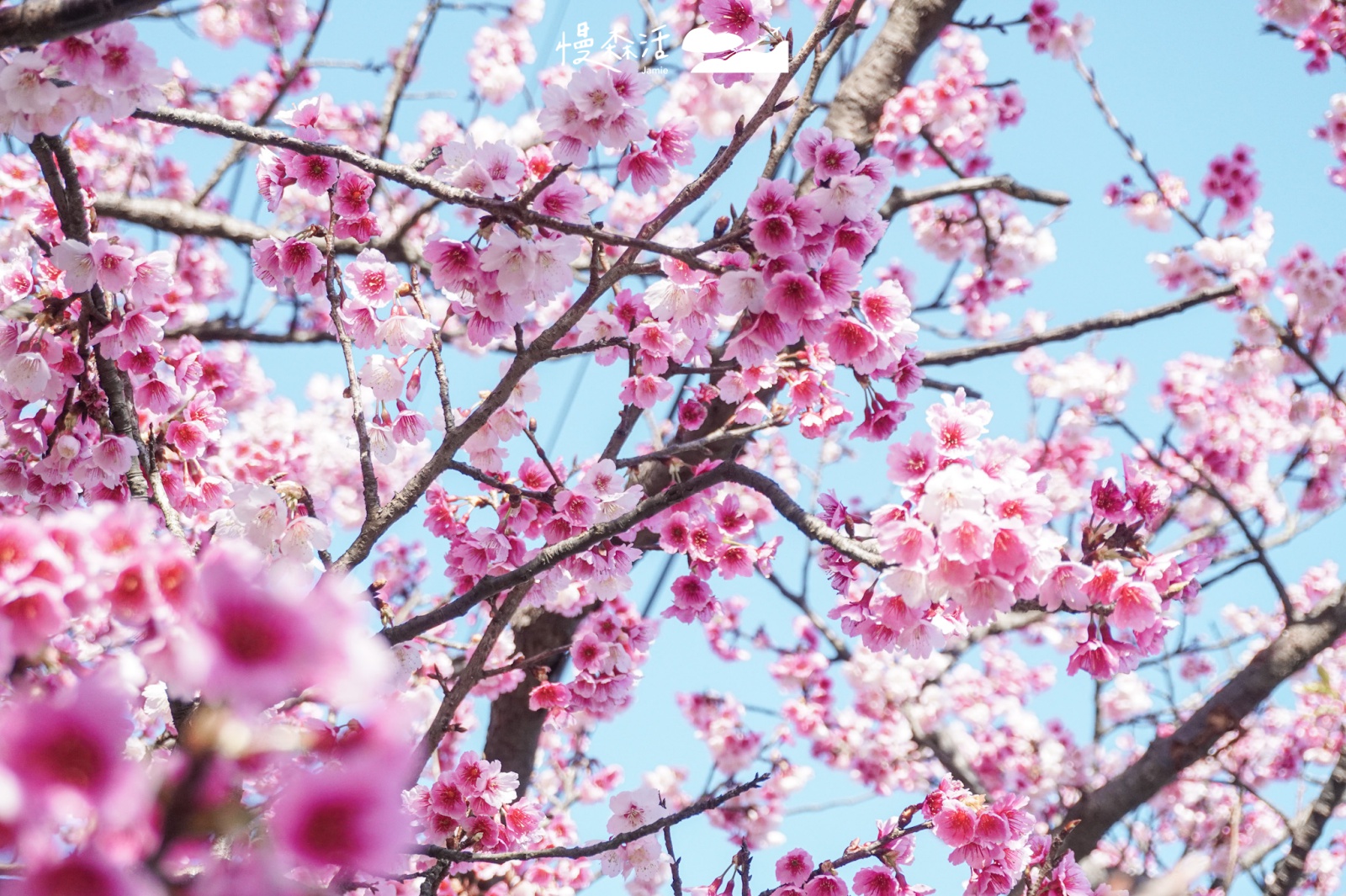 台北賞花景點推薦｜陽明山花季 平菁街櫻花巷