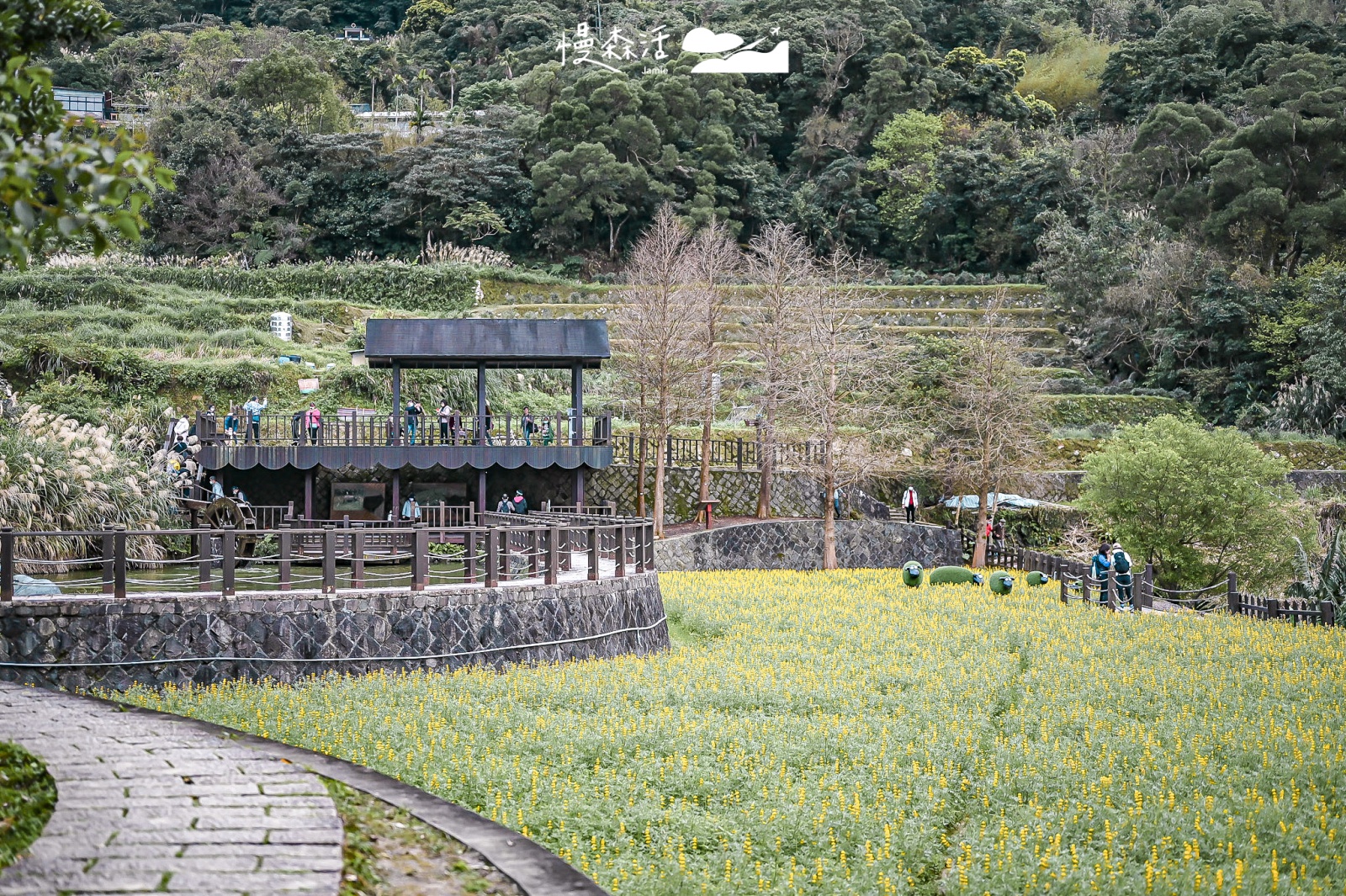 台北市文山區 樟樹步道