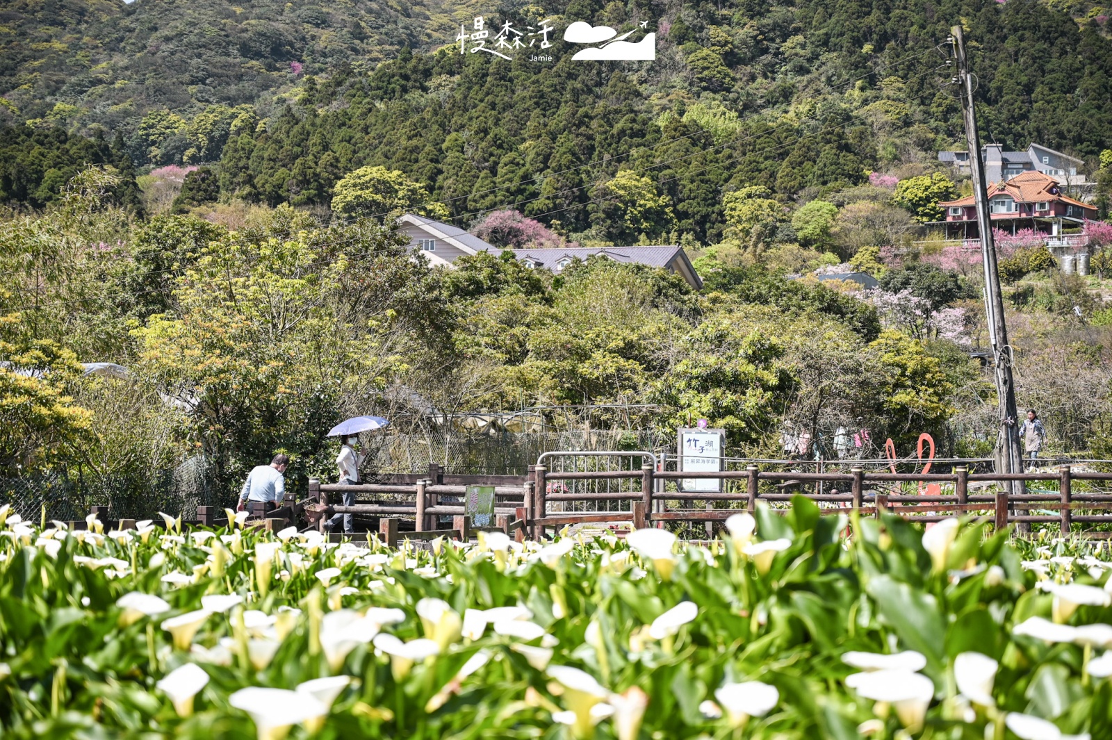 台北賞花景點推薦｜陽明山竹子湖海芋季