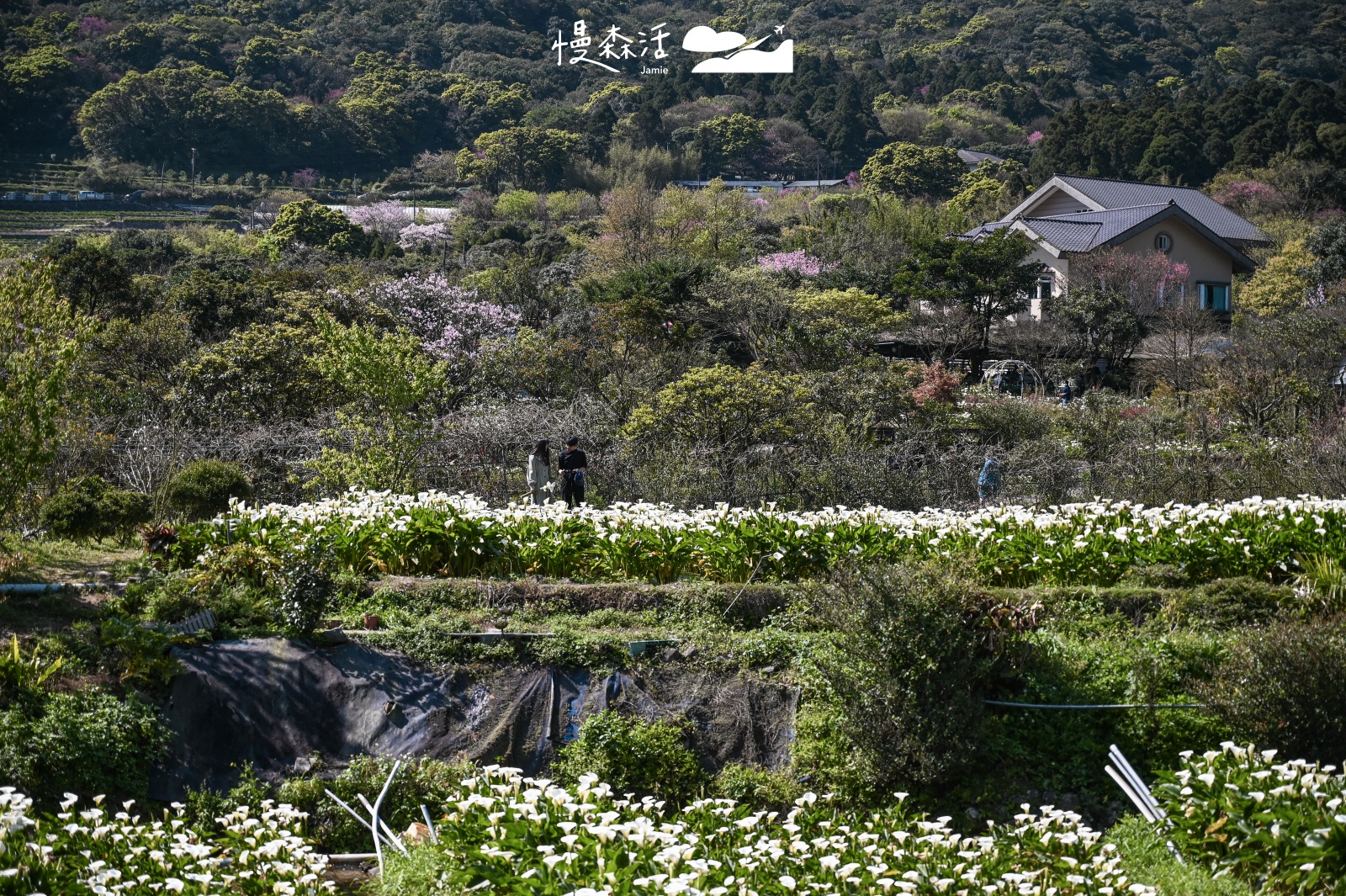 台北賞花景點推薦｜陽明山竹子湖海芋季