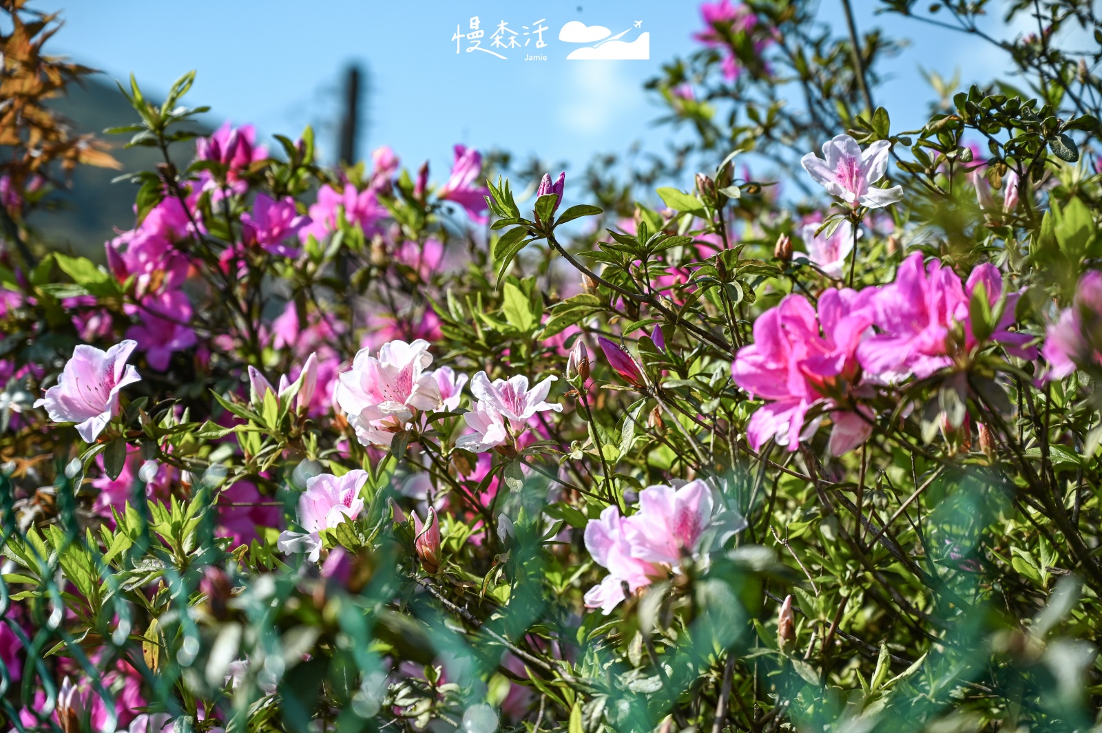 台北賞花景點推薦｜台北大安森林公園杜鵑花季