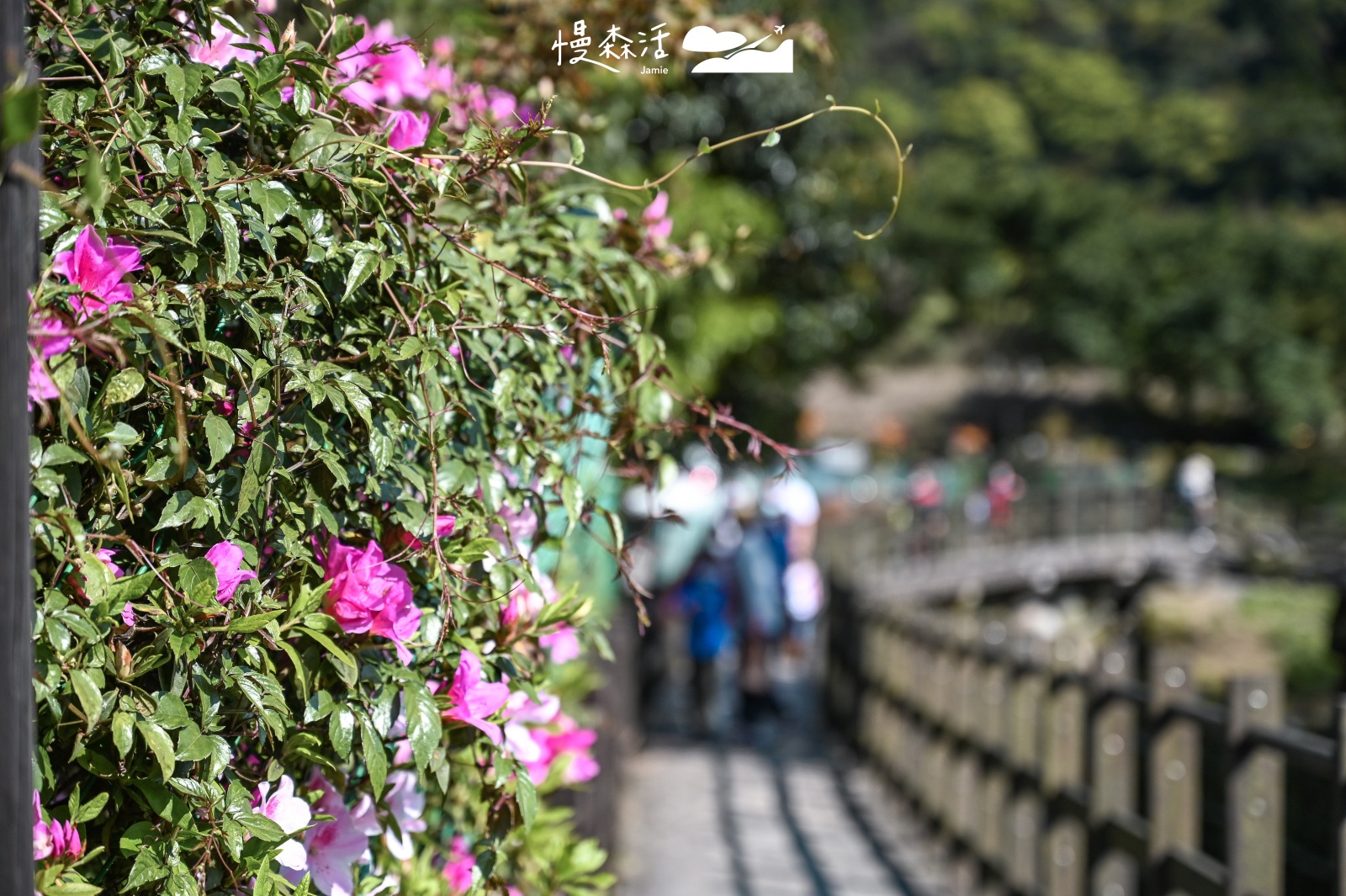 台北賞花景點推薦｜台北大安森林公園杜鵑花季 示意圖