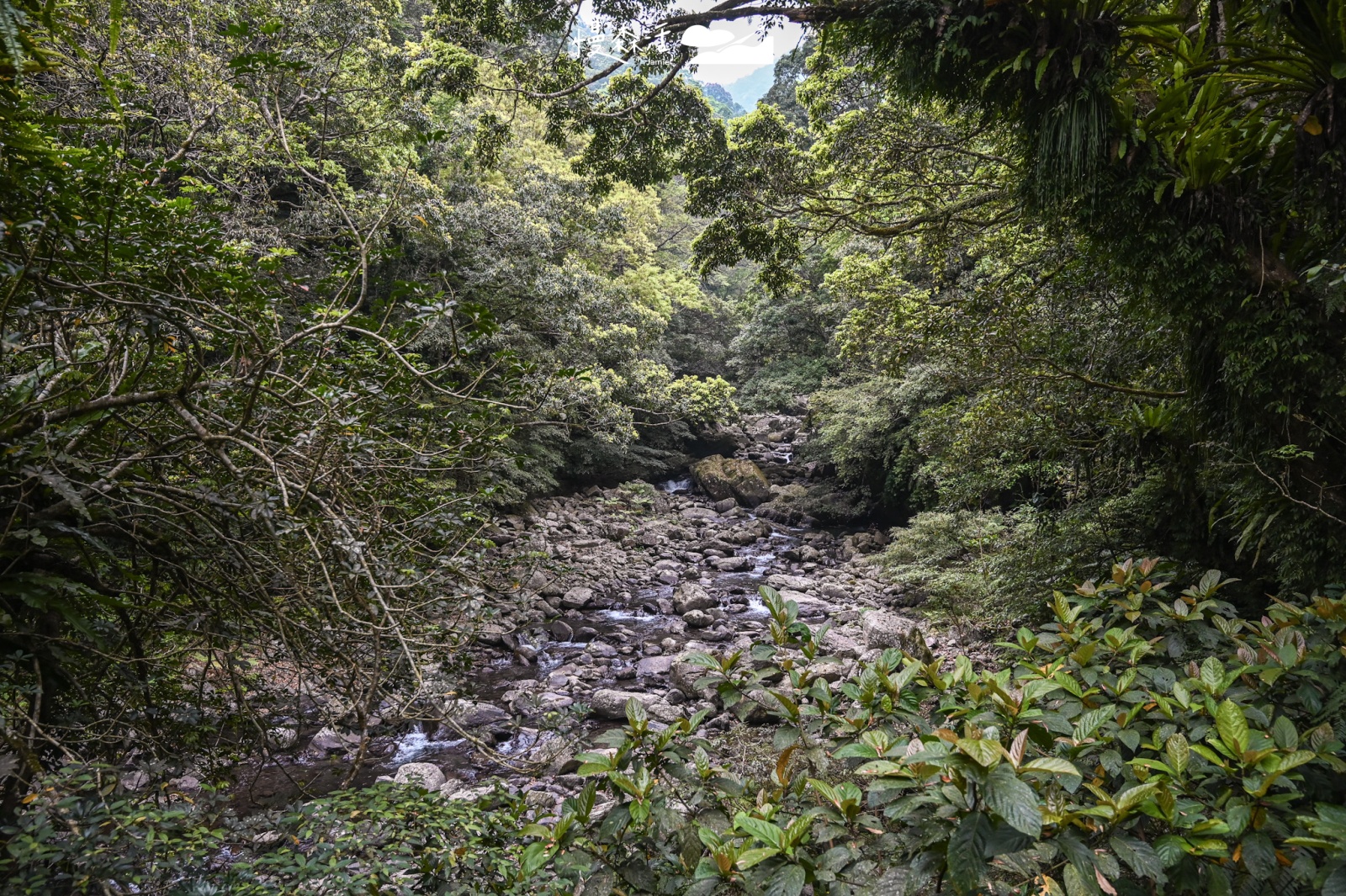 北部螢火蟲出沒地點｜新北滿月圓螢火蟲季