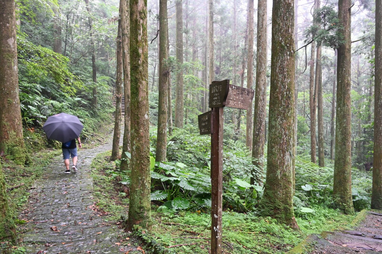 北部螢火蟲出沒地點｜東眼山國家森林遊樂區