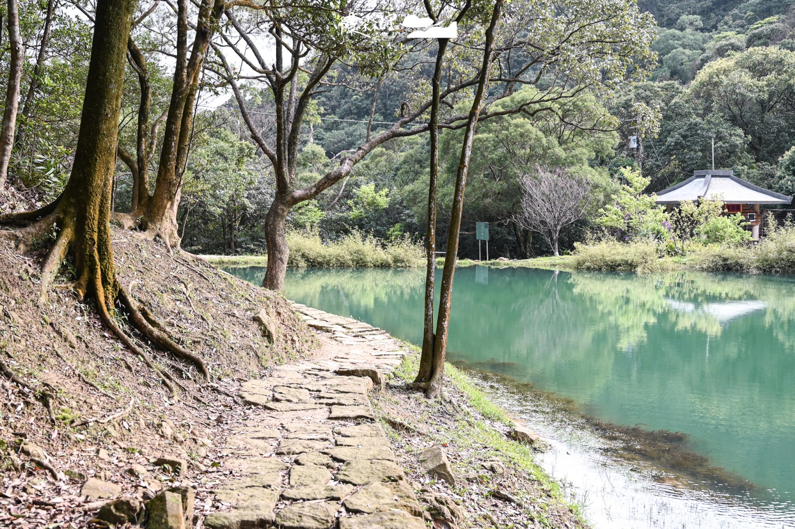 新北市避暑景點｜新山夢湖