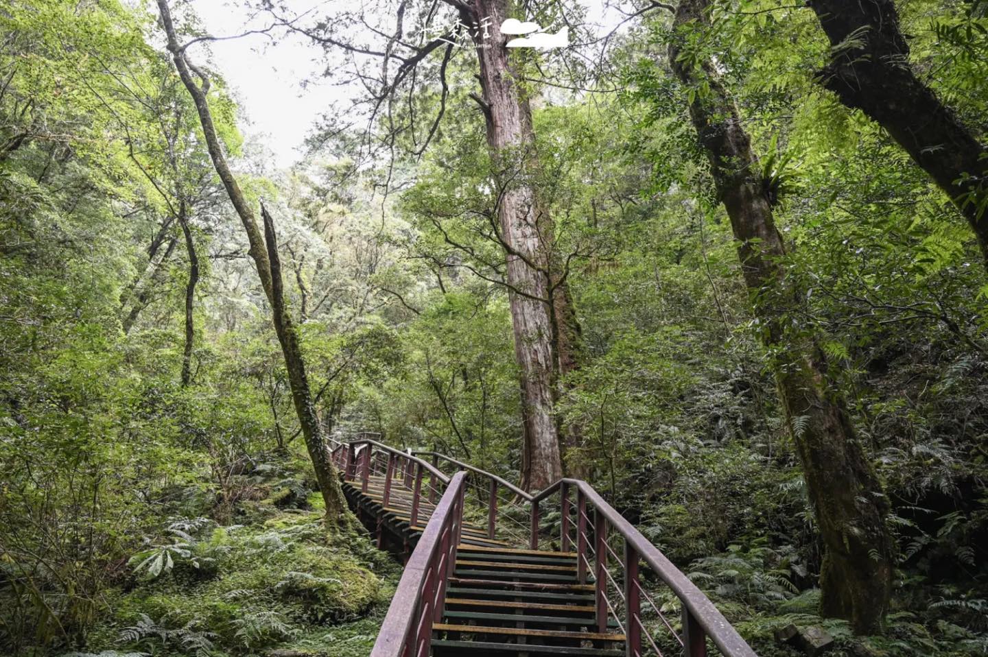 自然系避暑去桃園 復興區拉拉山神木群步道