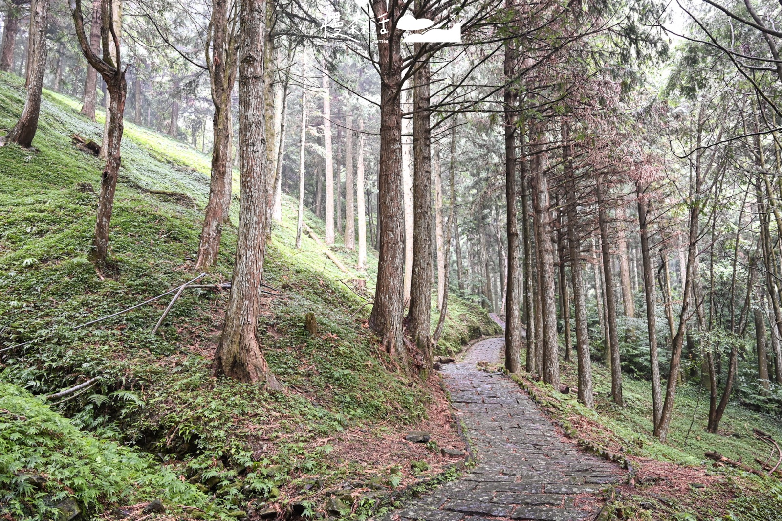 自然系避暑去桃園 復興區東眼山國家森林遊樂區