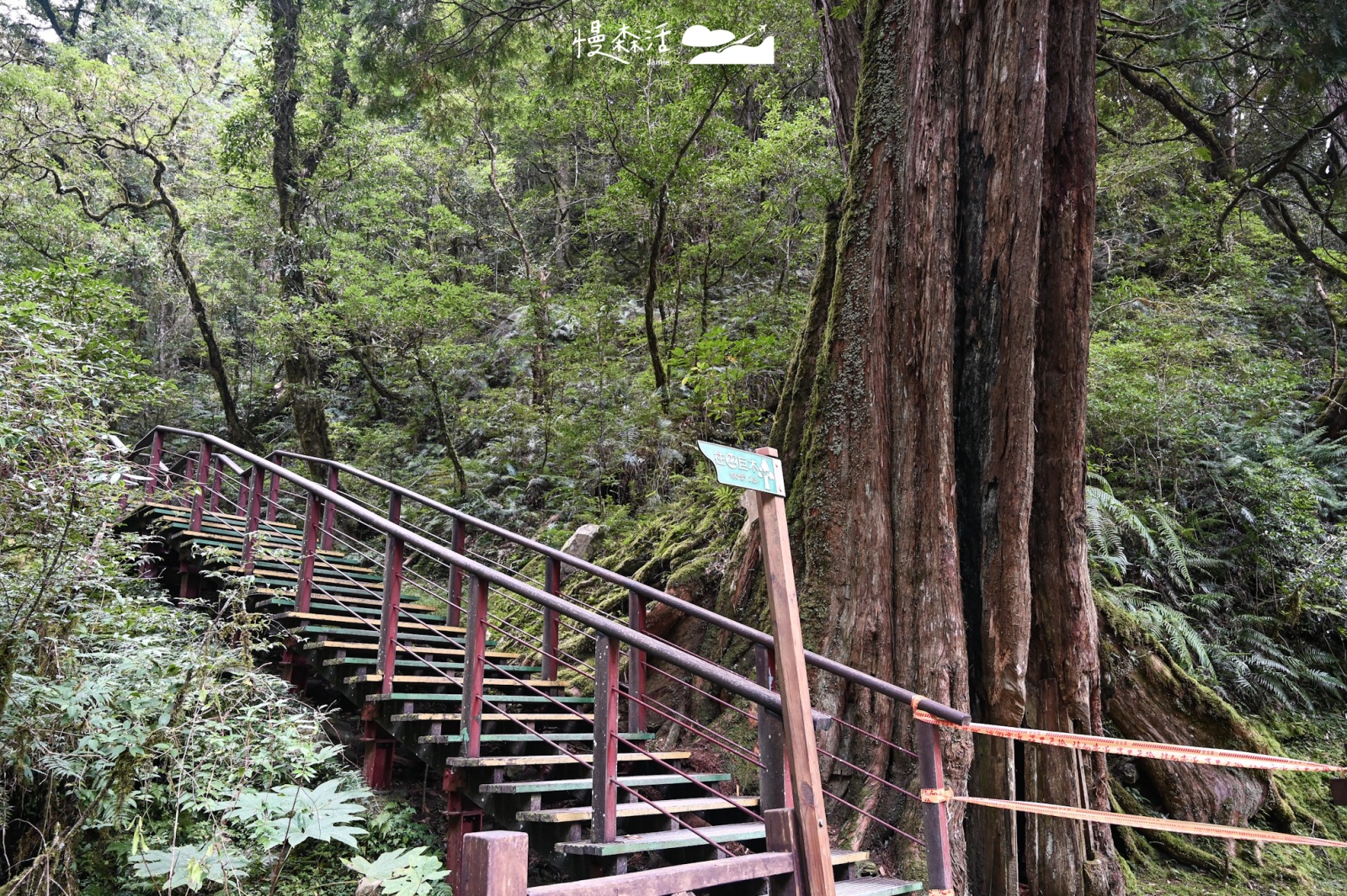 自然系避暑去桃園 復興區拉拉山神木群步道
