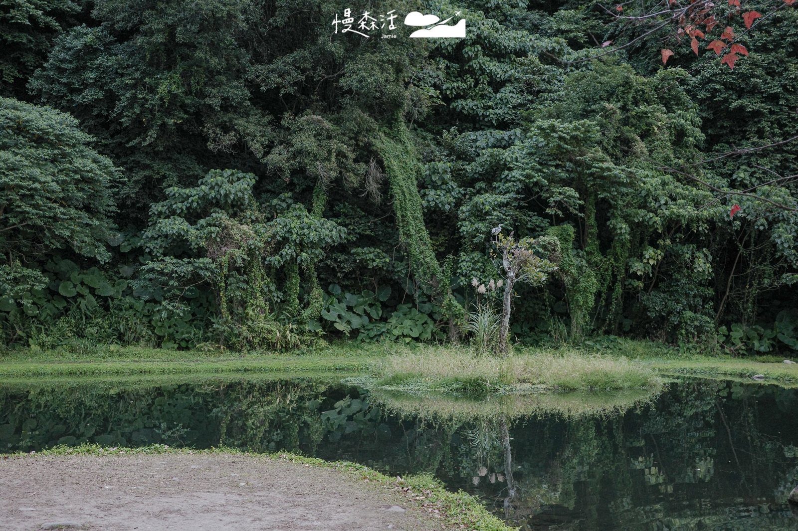 自然系避暑去桃園 大溪月眉人工濕地生態公園