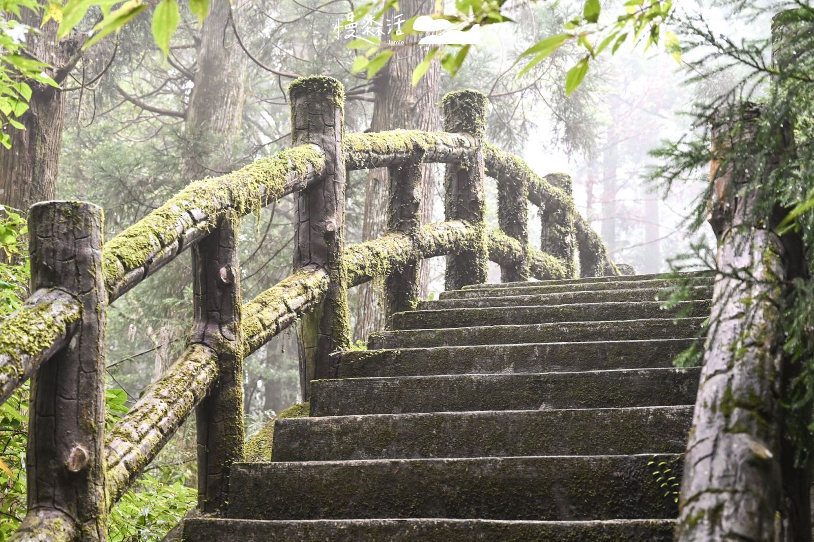 桃園市復興區|東眼山國家森林遊樂區
