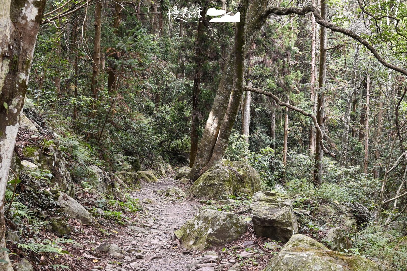 台中市和平區|八仙山國家森林遊樂區