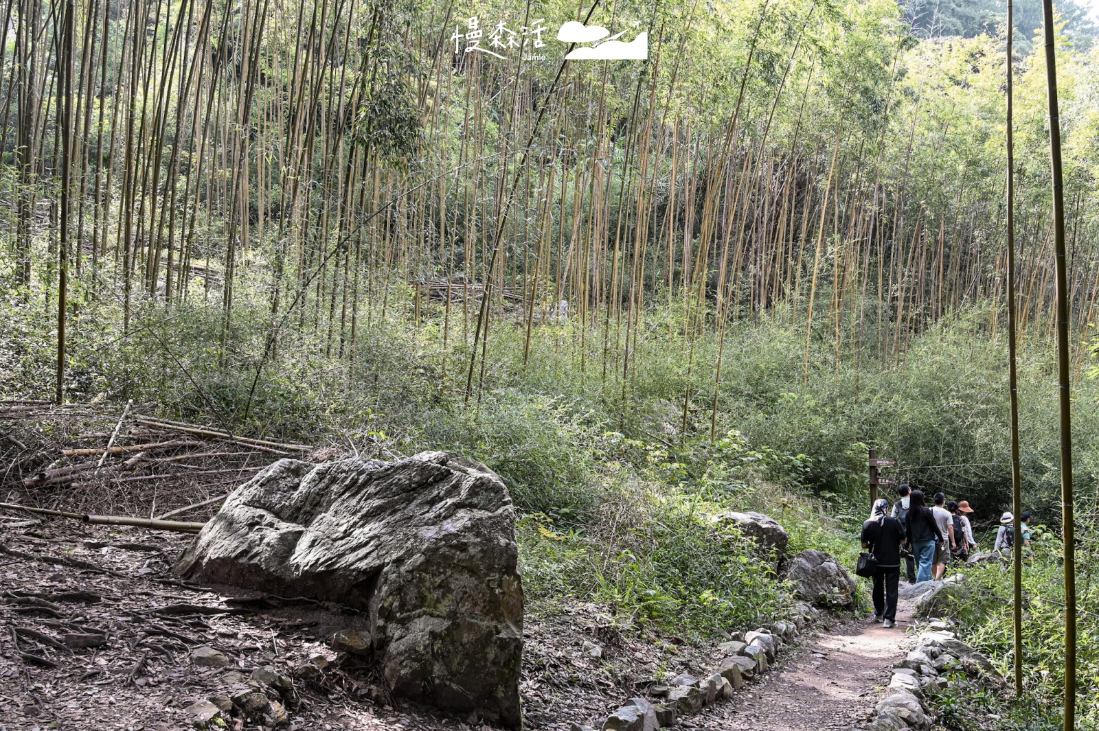 台中市和平區|八仙山國家森林遊樂區