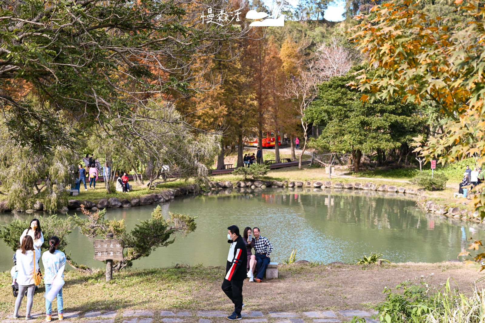 新竹縣北埔鄉|北埔六塘石柿餅-落羽松